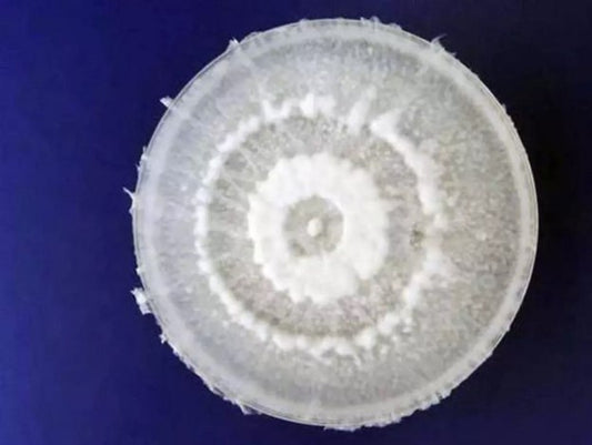 Wonders of Peru: Plastic Eating Fungus