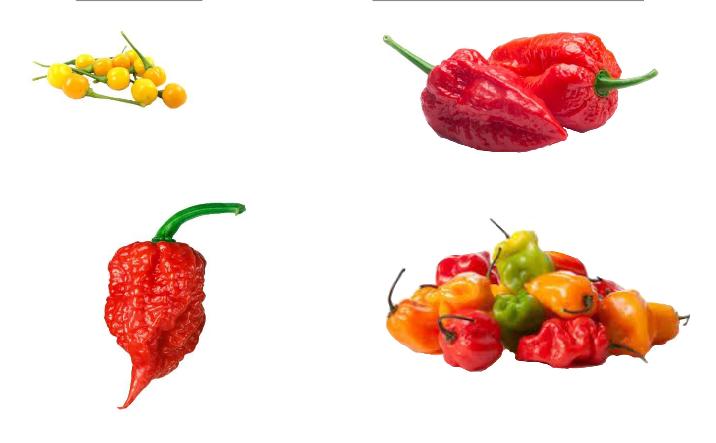 Charapita Pepper Sauce "No. 5"  (1.7oz)