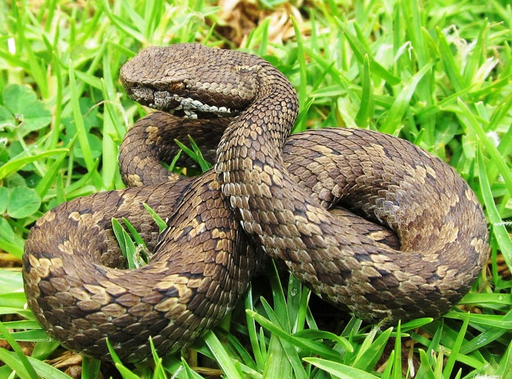 Venomous Snakes Of The Amazon – Charapita Farms